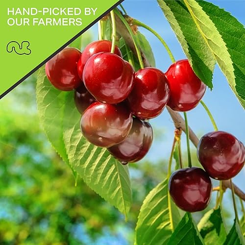 Miniatura 75 de Nut Cravings Frutas secas – Dátiles deshuesados sin azúcar añadido, sin azúcar añadido (80 onzas – 5 libras) empaquetadas frescas en bolsa