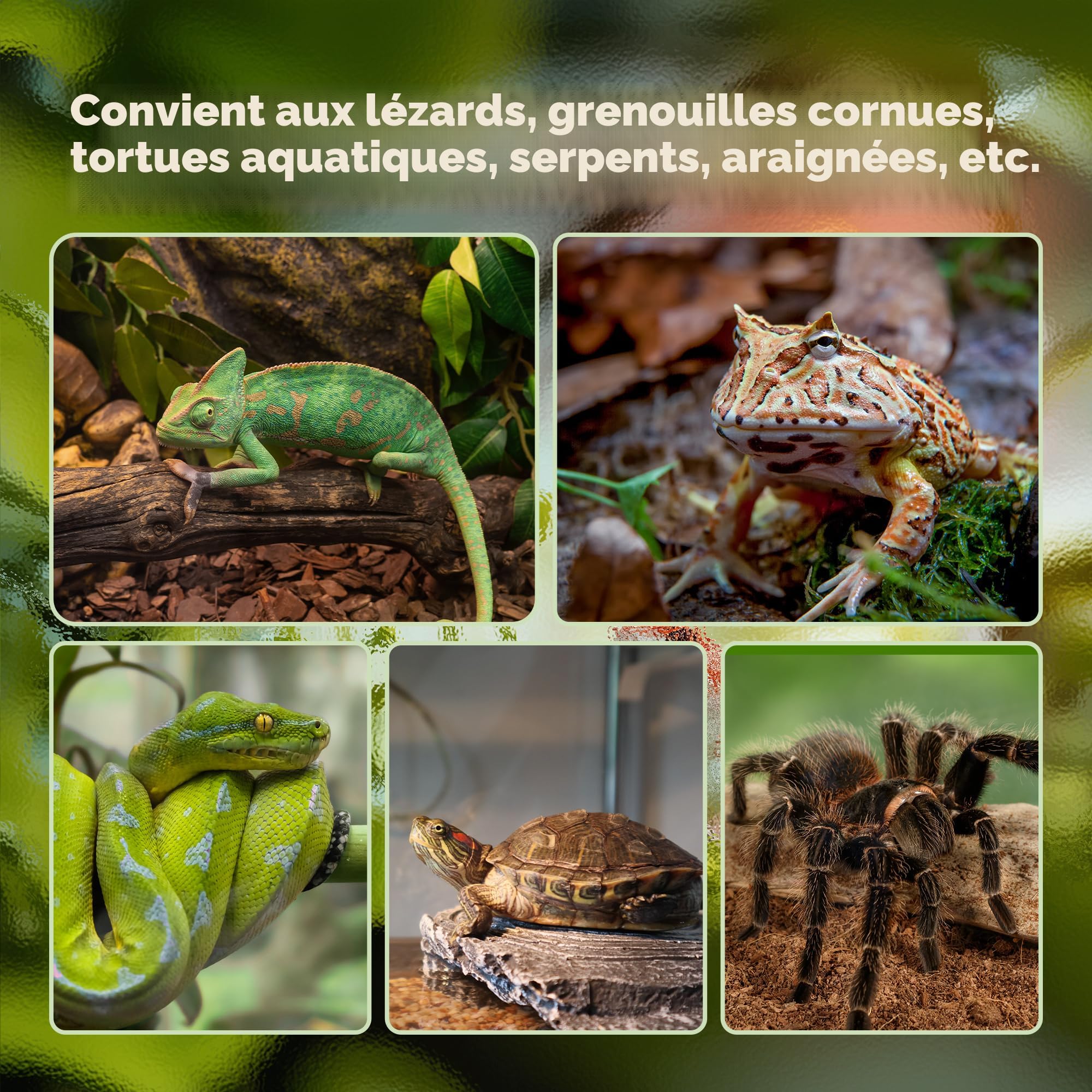 Terrarium En Verre Pour Reptiles - 20x20x30 Cm Ou 25x25x35 Cm, Aéré, Avec Porte Sécurisée