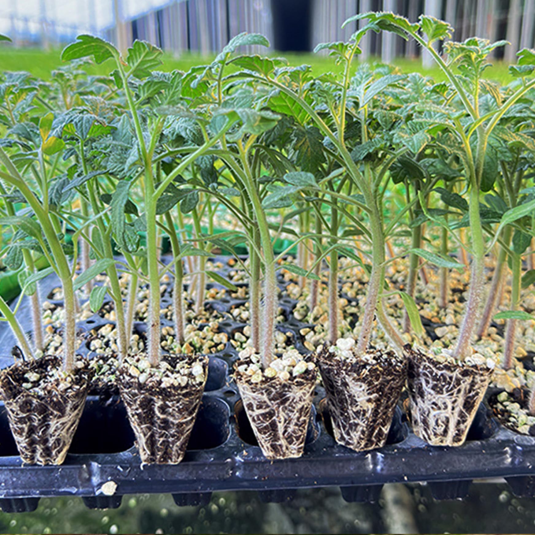10 pièces 72 cellules Plateau de démarrage de graines Kit Plateau Germination des Plantes Plateaux démarrage semis en Plastique Pet avec Trous Drainage idéal pour Le Jardinage intéri