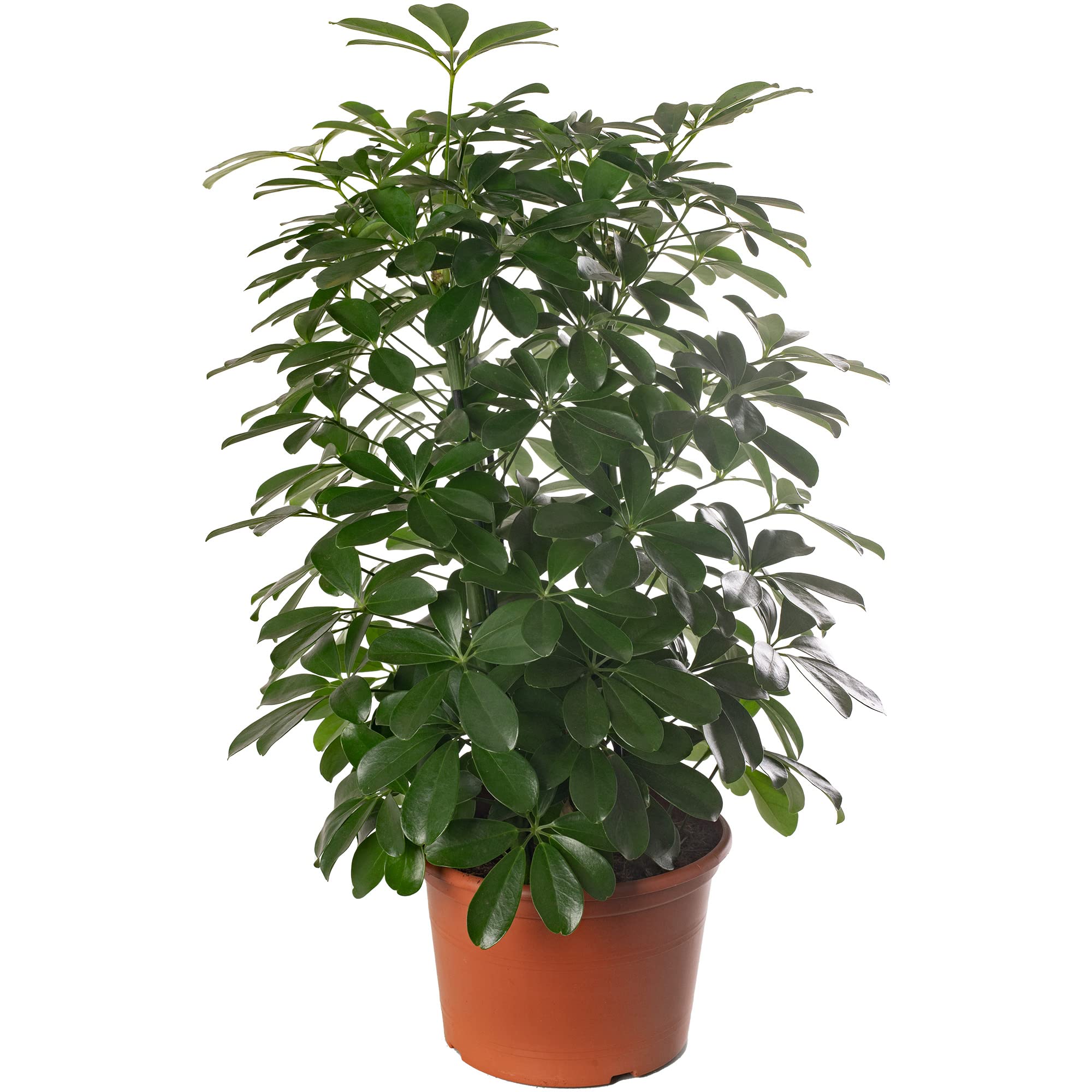 Schefflera Nora Plante d'intérieur rare exotique grande toujours verte