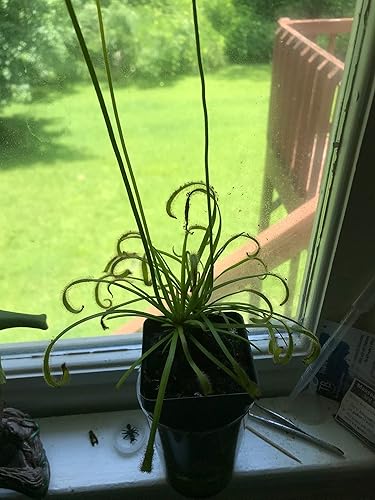 Miniatura 8 de Planta Carnívora Tropical Viva Drosera capensis Flor Rosa (x1) - Maceta