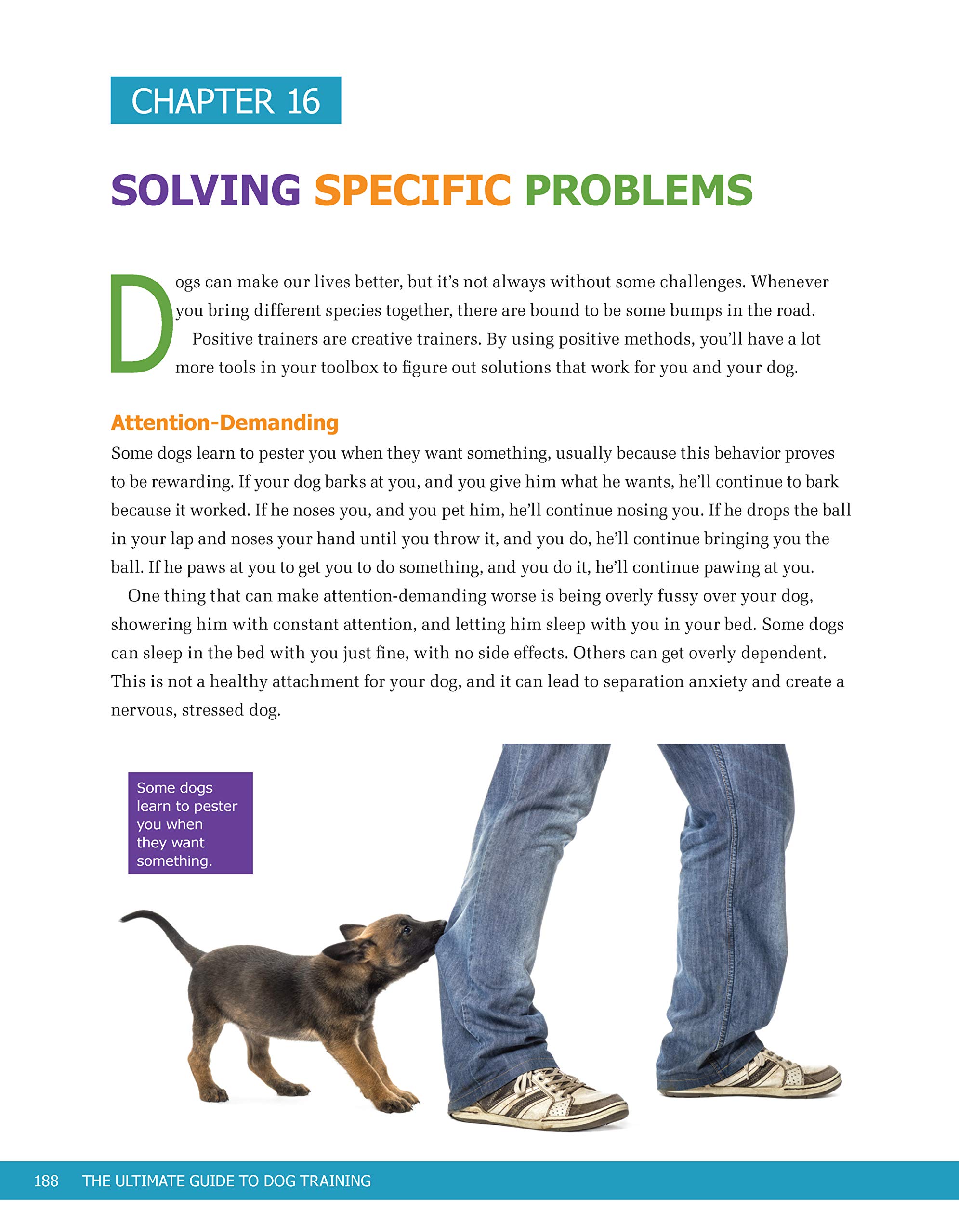 Does Positive Dog Training Work