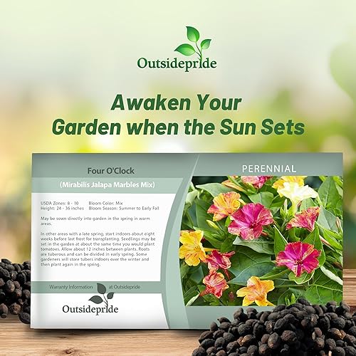 Miniatura 5 de Outsidepride 200 semillas perennes Mirabilis Jalapa Four O 'Clock Marbles Flower Seed Mix para plantar