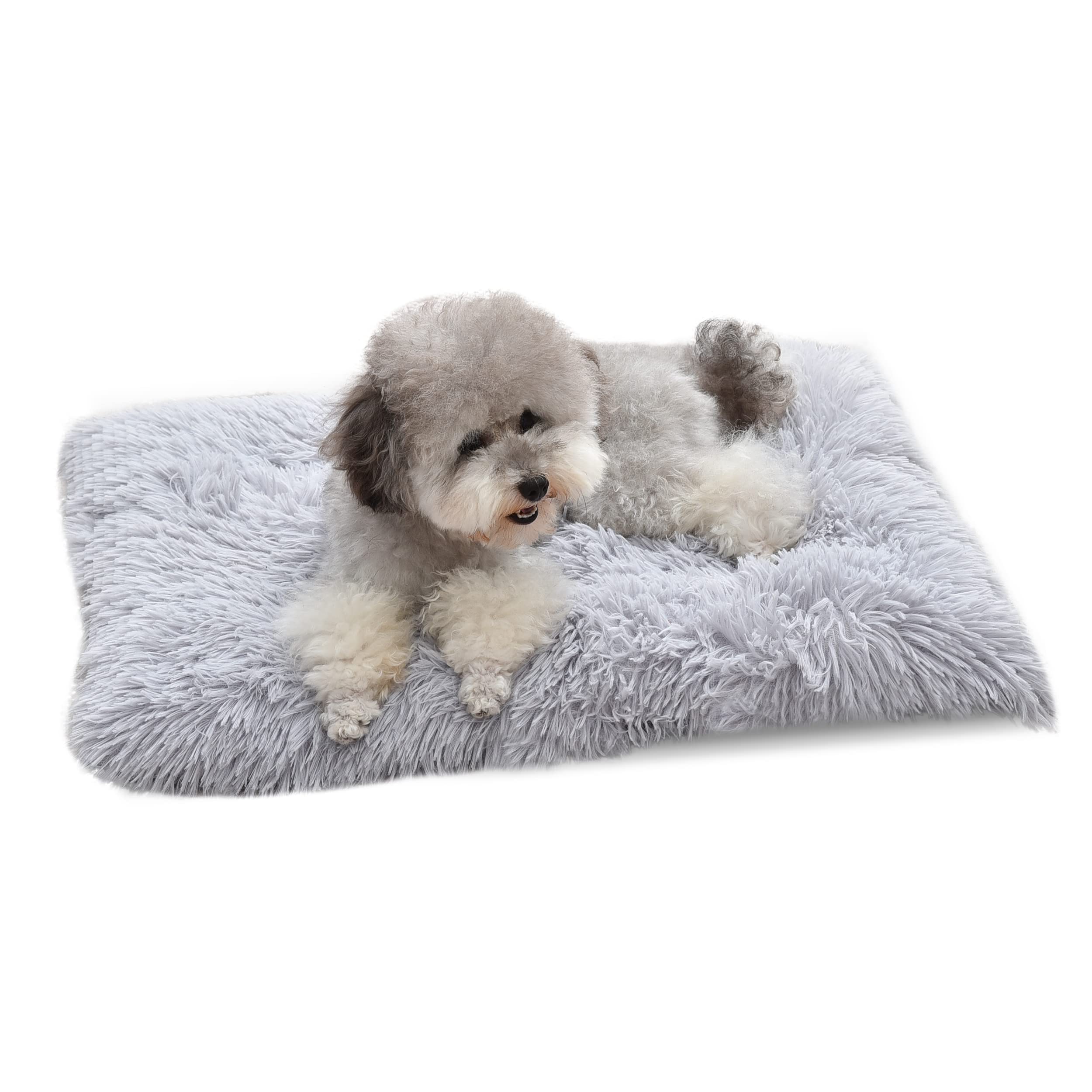 What Are Dog Beds Filled With