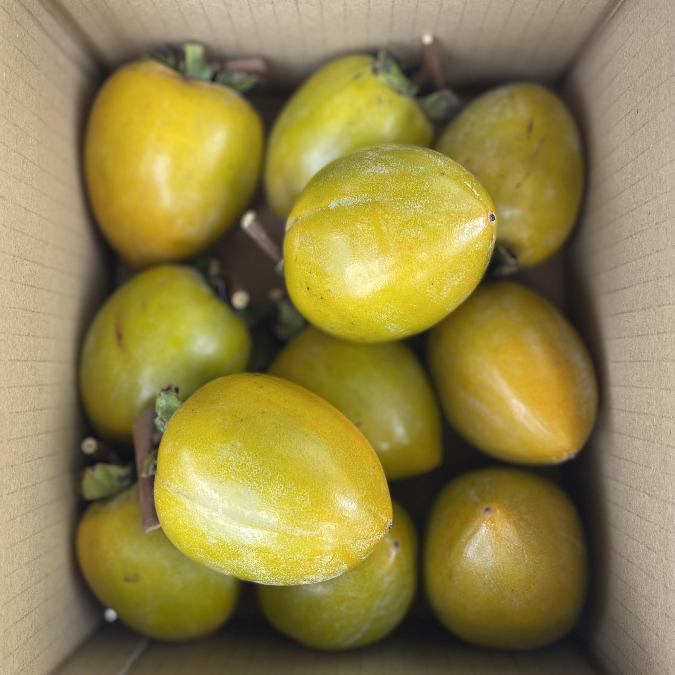 Amazon.co.jp: vegepple 国産 渋柿 約2㎏(15~8個) 吊るし柿 干し柿専用 