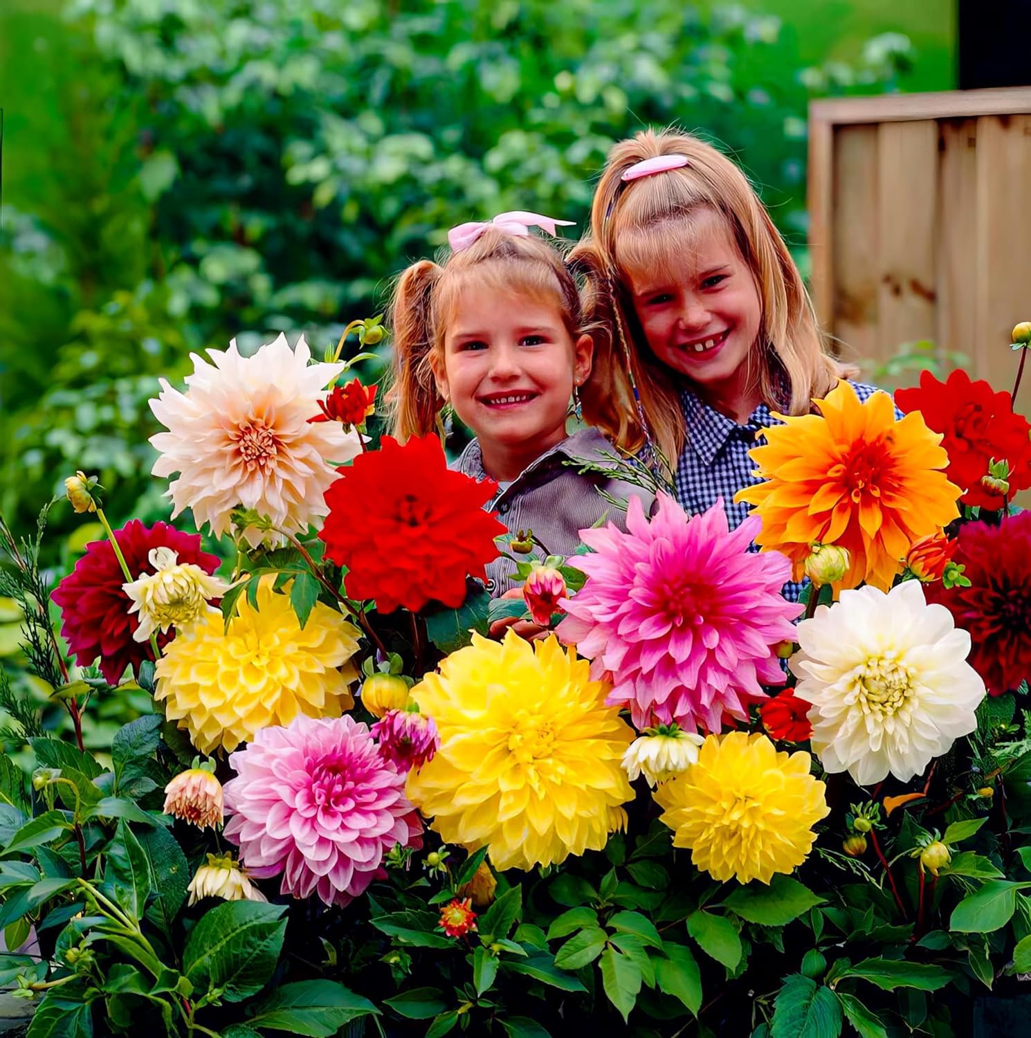 10 Tubercules De Dahlia Géants - Mélange De Couleurs - Bulbes Pays-Bas Pour Jardin Ou Pot