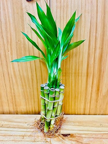 Lucky Bamboo Pack - Tallos de 10-4"