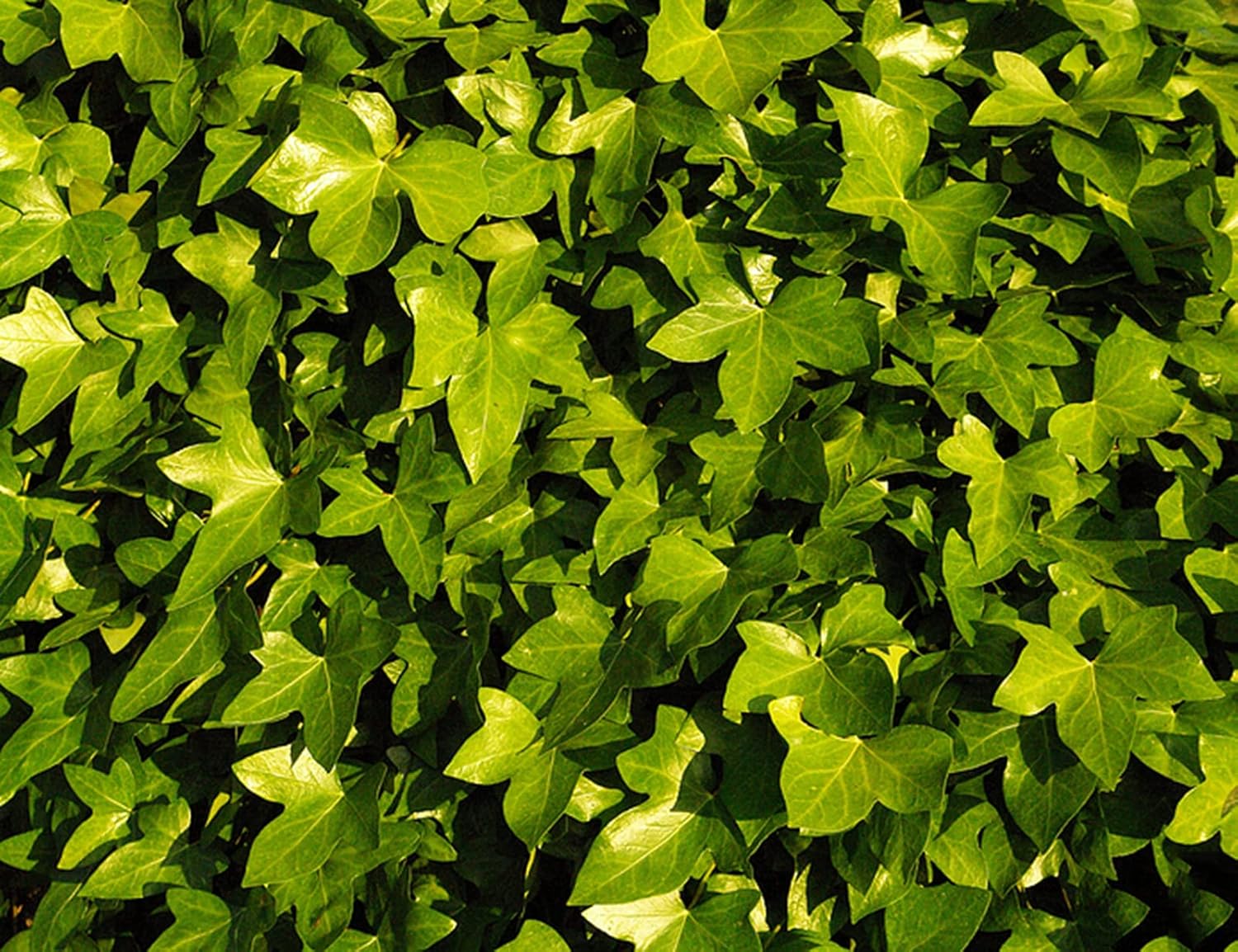 Creeper Seeds Fast Growing Creeper Vine Seeds for Planting