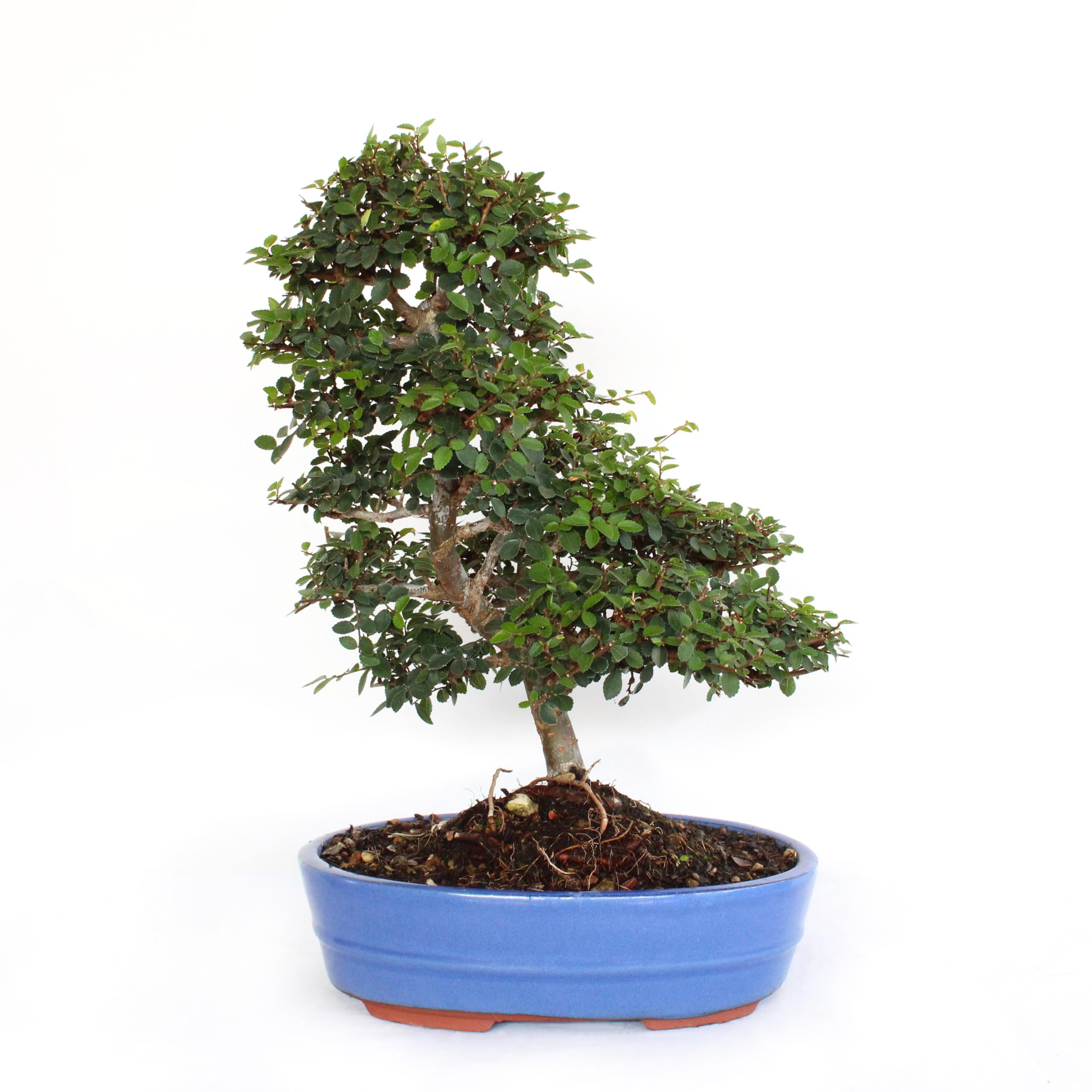 premna japonica bonsai Dwarf Japanese Musk Maple (Premna) Cutting Grown – Kaede Bonsai-en