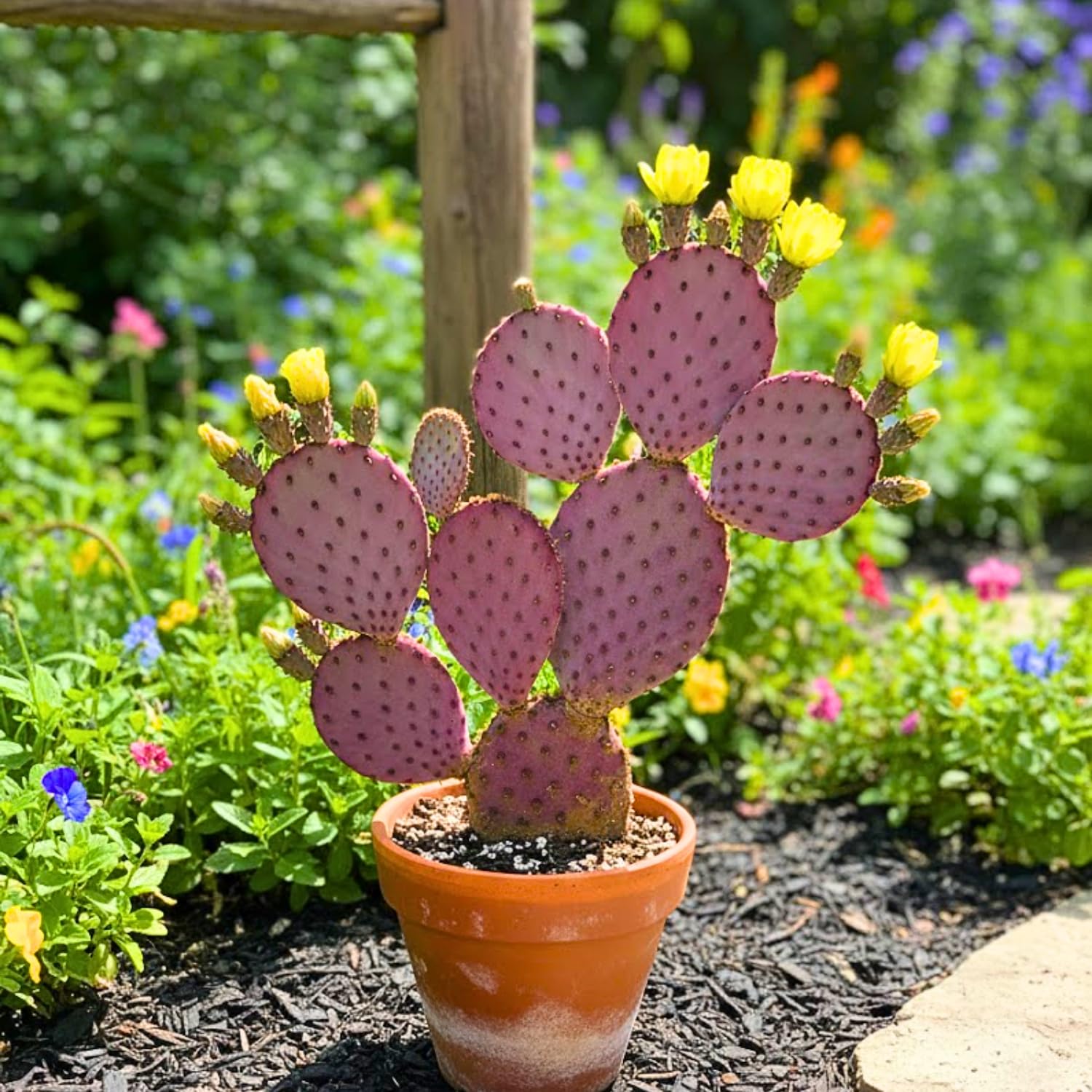Purple Prickly Pear Cactus Plant, 6-8 Inches Fully Rooted Cactus Plants, Colorful Cactus for Indoor Outdoor Gardens and Containers
