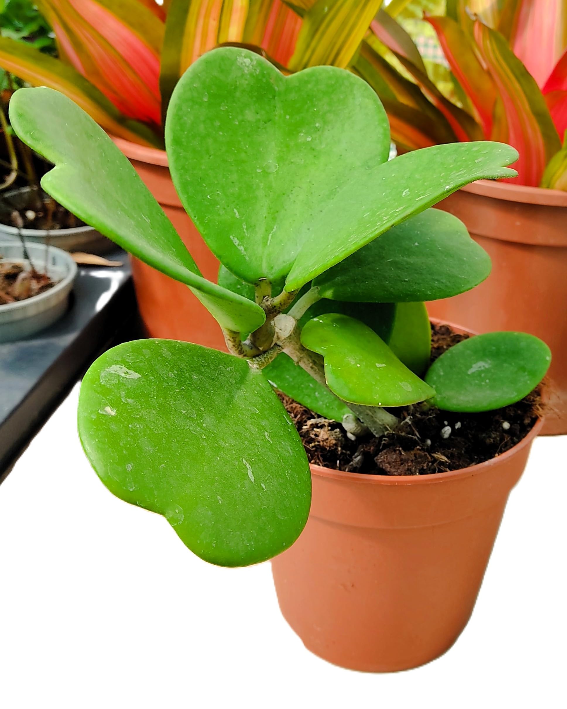 Hoya kerrii [enredadera] (planta corazón enredadera); planta trepadora con hojas carnosas acorazonadas; Curiosarium; diámetro maceta 12 cm, altura 10-15 cm, diámetro 15-20 cm