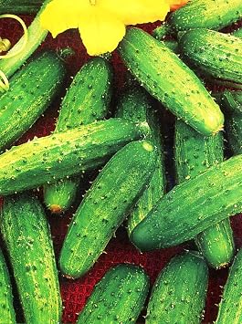 Gherkin Cucumber Seeds Bush Type for Pickling Vegetable for Planting Non GMO 40 Seeds