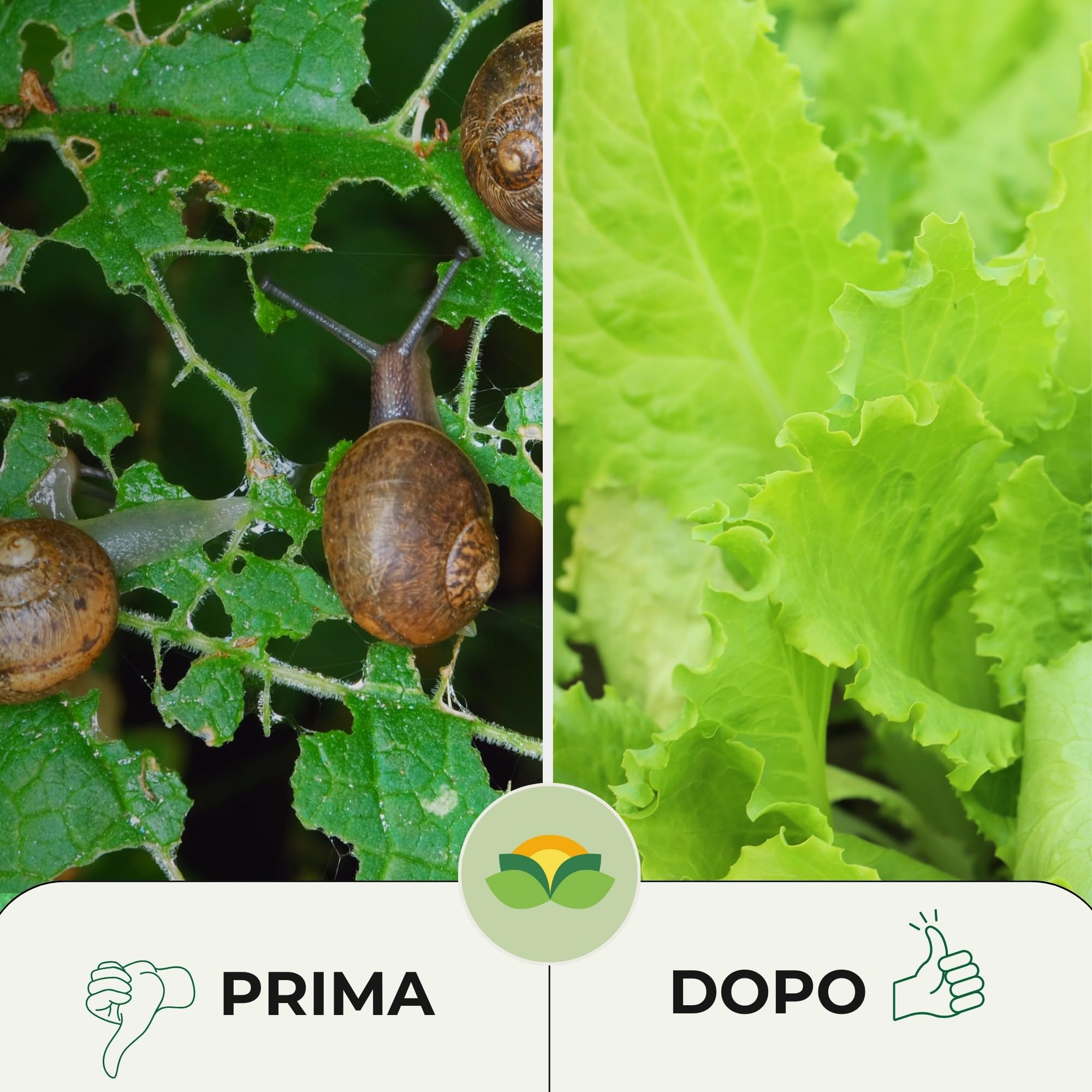 Albagarden - Lumachicida Granulare Naturale con Ossido di Ferro - Maxi x 2 Kg - Barriera Lumache e Limacce a Base di Minerali - Granulare