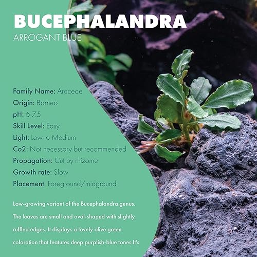 Miniatura 2 de SubstrateSource Bucephalandra Red Scorpio - Planta de acuario viva, decoración natural de pecera de agua dulce, decoración acuática, planta (10-15