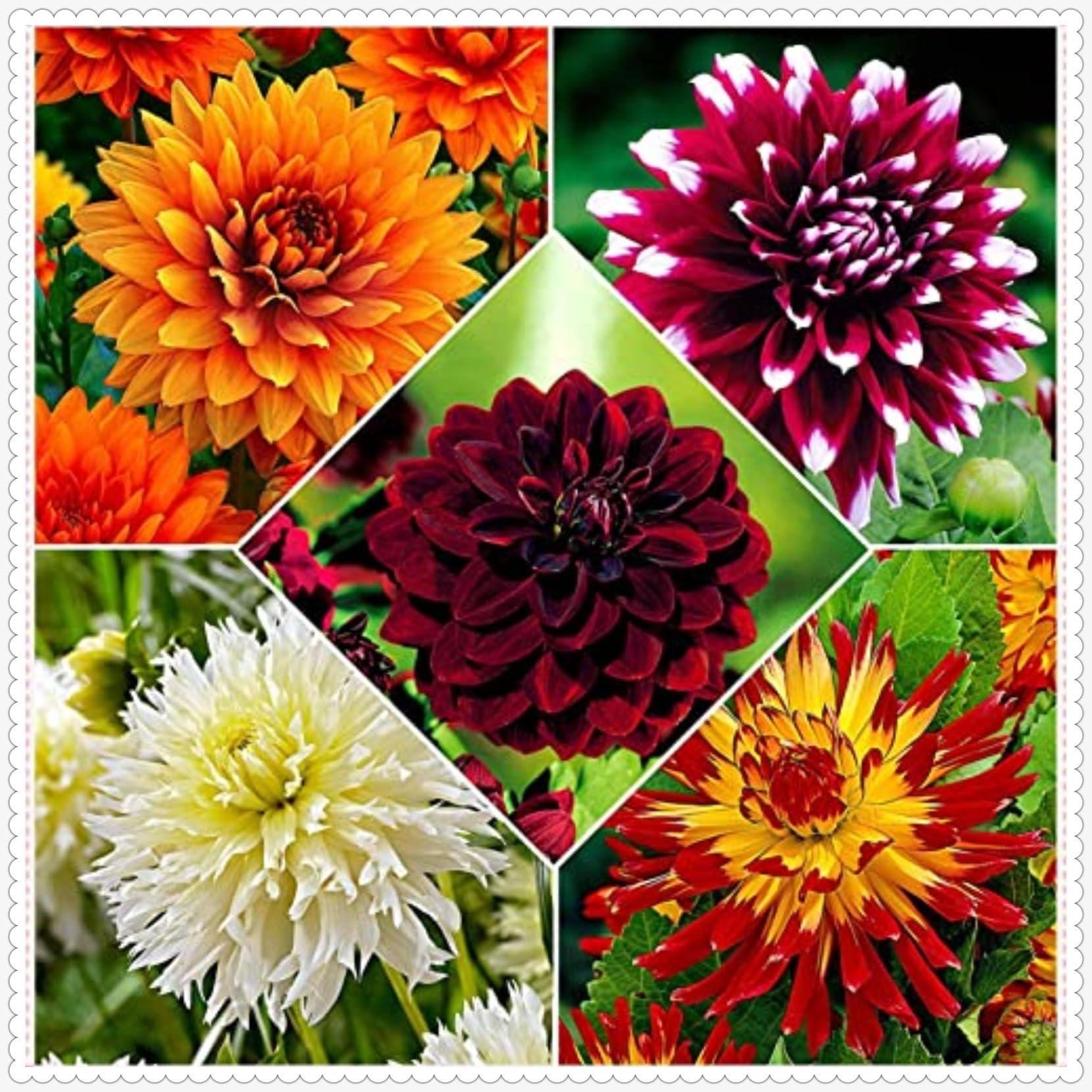 Dahlia Bulbs Mix for Planting Now UK/Cut Flowers/Greening Flower/Strong Plants That Grow Well/Good for Containers/Natural Organic/Wedding Flowers.-4bulbs-H