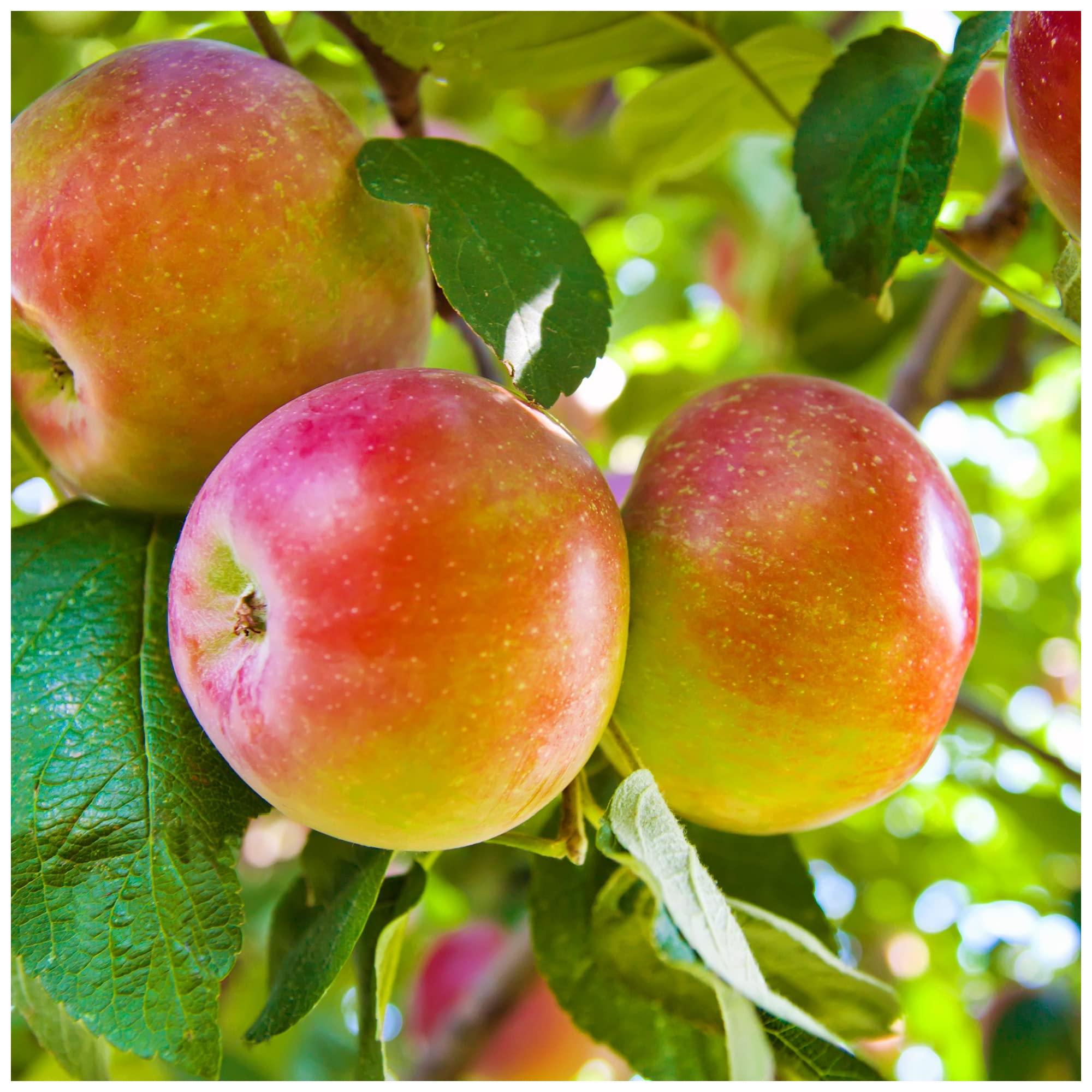 Dwarf Patio Worcester Pearmain Apple Tree in 5L Pot, Miniature Tree, Ready to Fruit,Self-Fertile & Sweet
