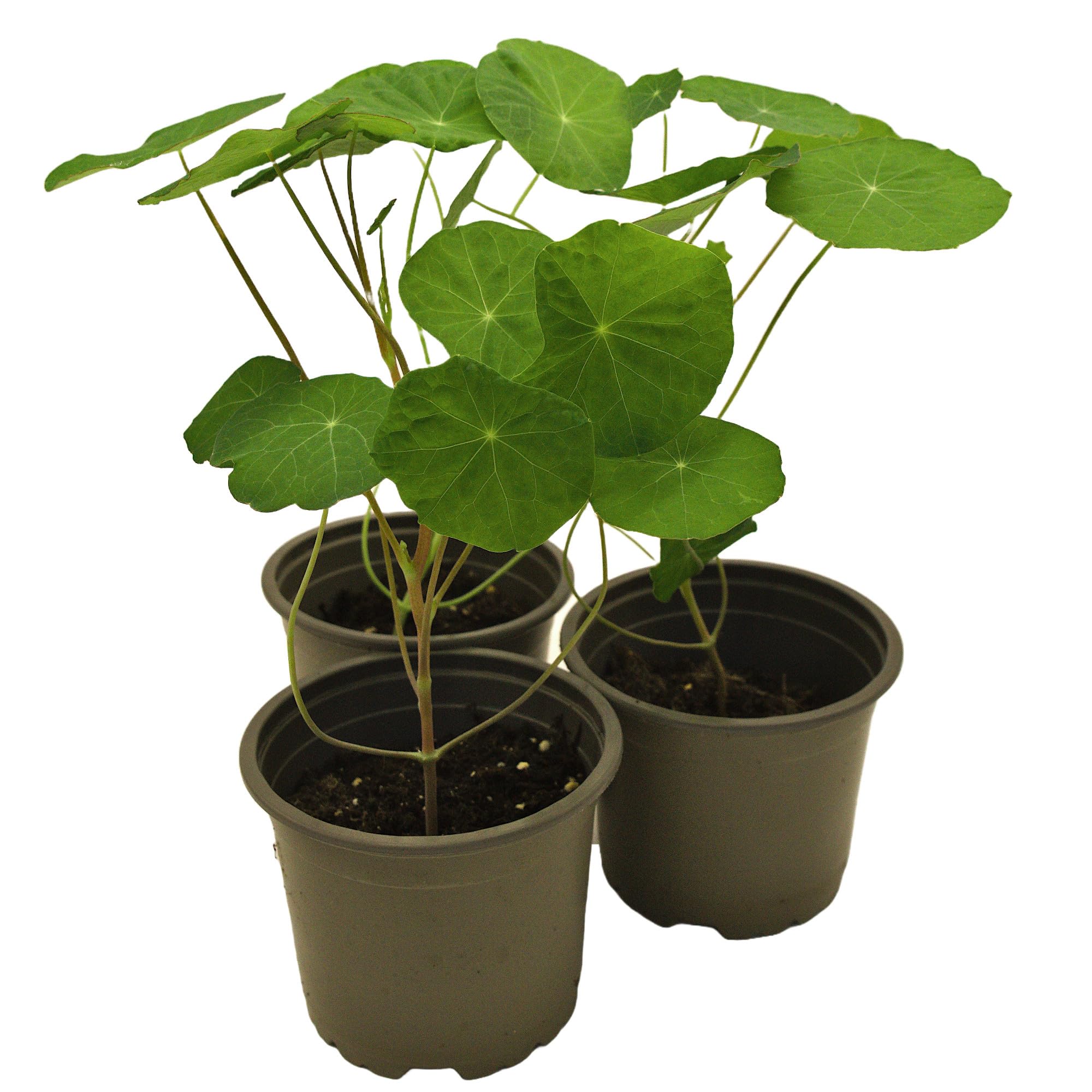 Kapuzinerkresse (Tropaeolum majus) | essbare Bltenpflanze im Topf :  Amazon.de: Garten