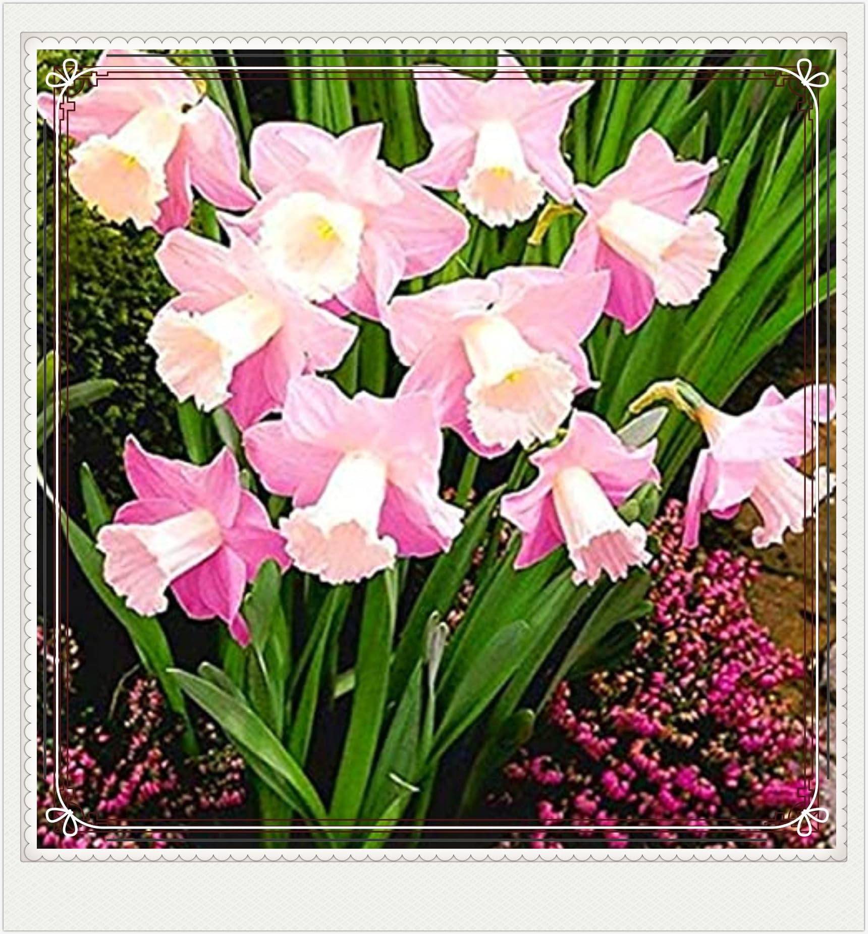 Daffodil Bulbs Narcissus Bulbs Narcissus Bulbs Dwarf Narcissus Flowers Ornamental Flowers,Wedding Flowers,Garden Flowers,Hardy Perennial-10bulbs-b