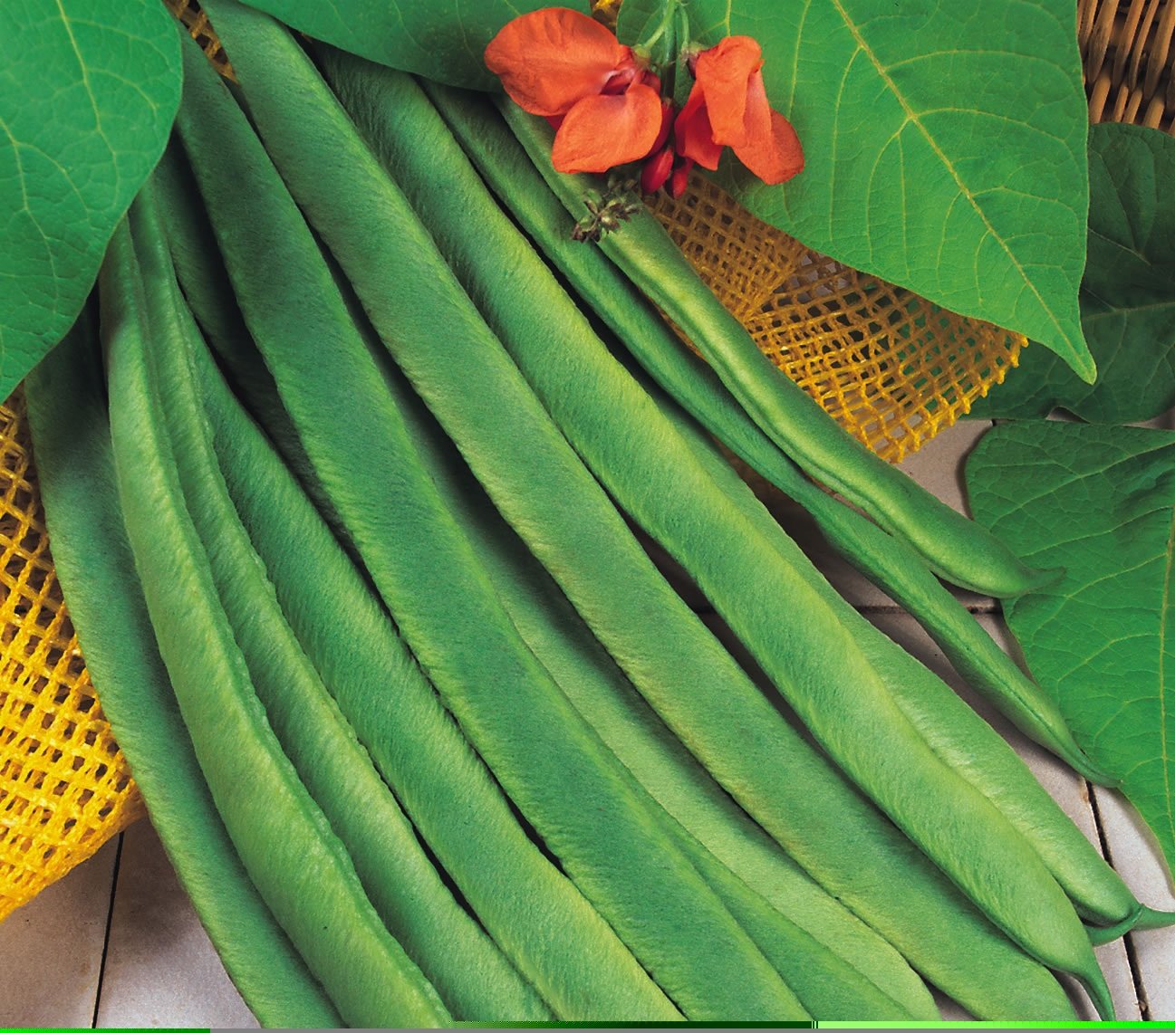 JustSeed - Runner Bean - Enorma - 100 Seeds - Large Pack
