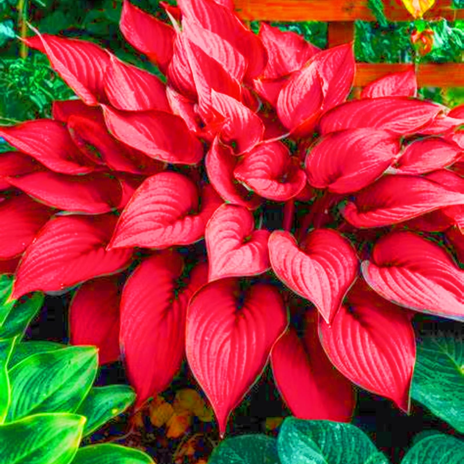 Hostas Plants Garden Flowers Wedding Flowers-4Bulbs-a