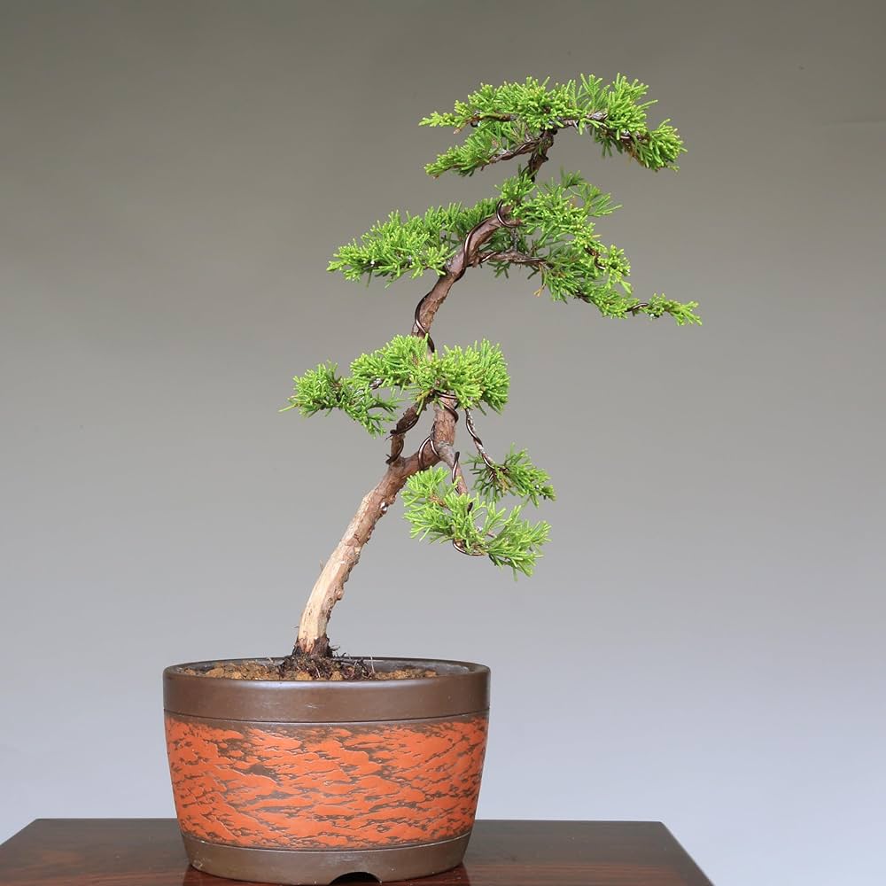 井*誠様 小品盆栽　真柏　文人木 小品盆栽 真柏文人木 | 大和盆樹園