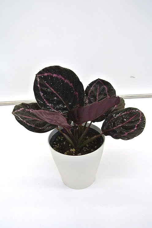 Amazon はなみどり 観葉植物 カラテア ドッティ 4号鉢 鉢径 約12cm鉢 1鉢 鉢