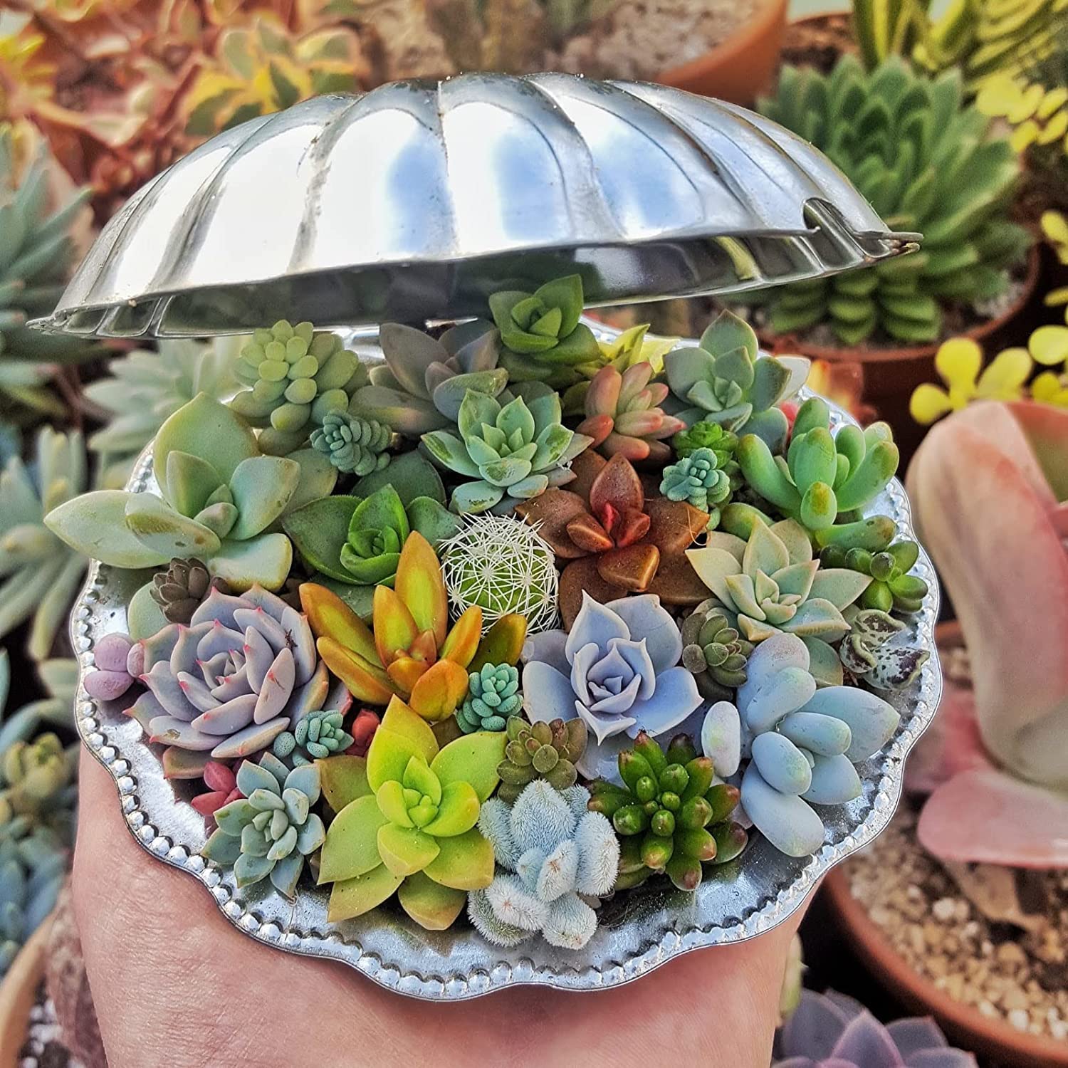 Air Purifier- 35 Pcs Air Purifier Mix Succulent Seeds- 30 Seeds Trial Pack (B0C5NBB38N) Amazon Price History, Amazon Price Tracker