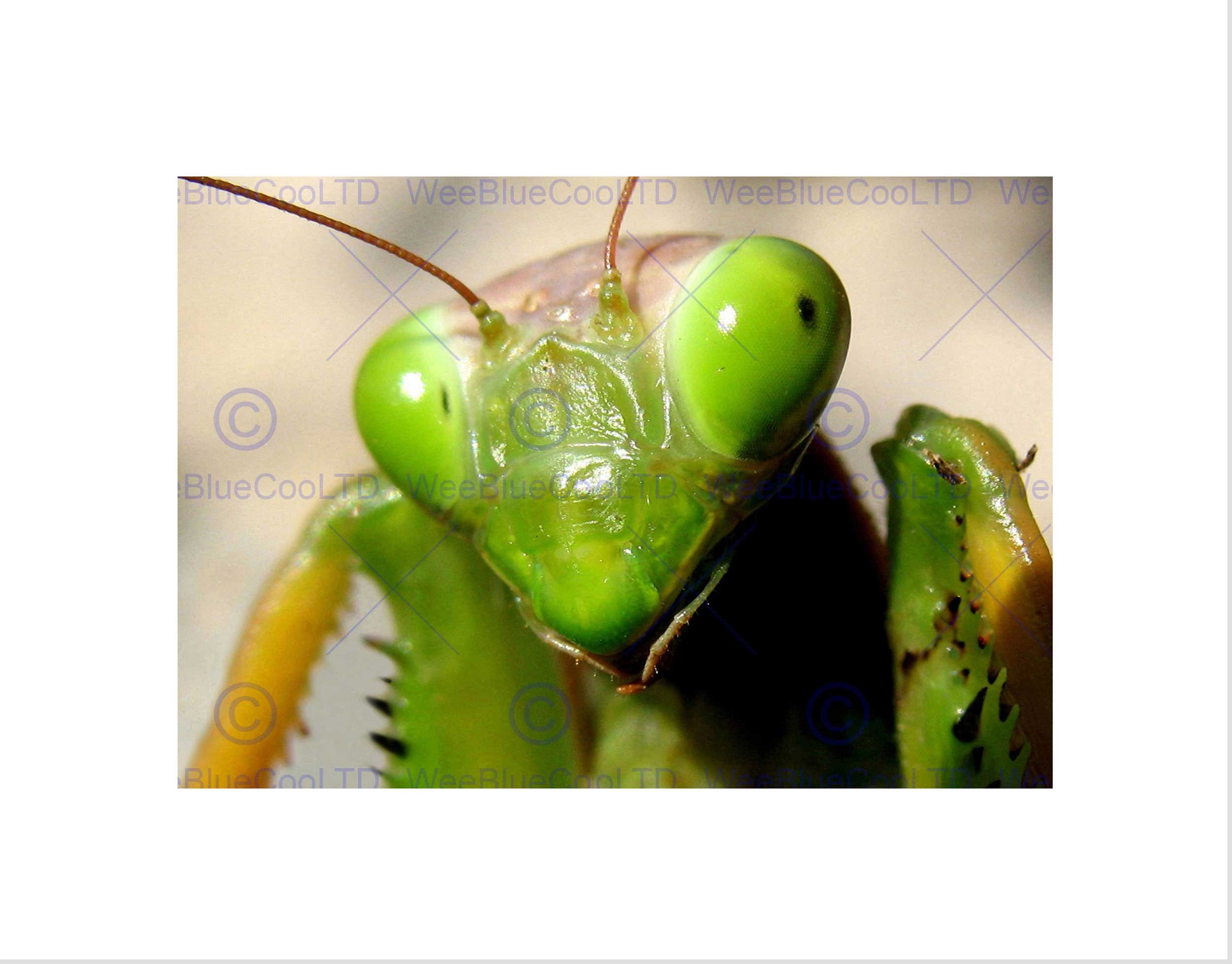 Amazon.com: PRAYING MANTIS INSECT GREEN CLOSE UP ART PRINT PICTURE