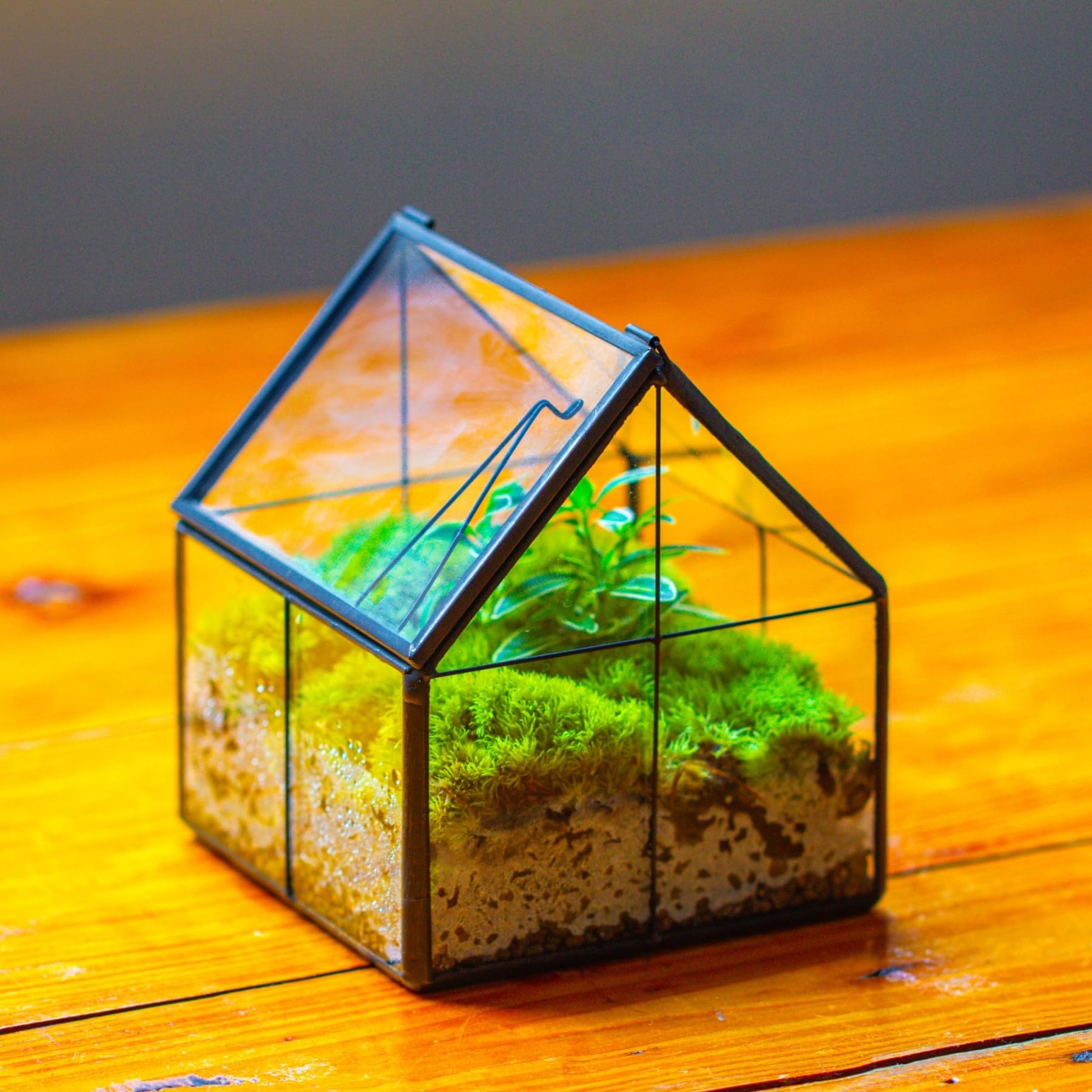 NCYP 10,8x10,8x12,5 cm Mini Noir Terrarium Géométrique en verre avec couvercle Fait à la main, Pour petites plantes succulentes, Décoration de table pour la maison jardin bureau (Terrarium Uniquement)