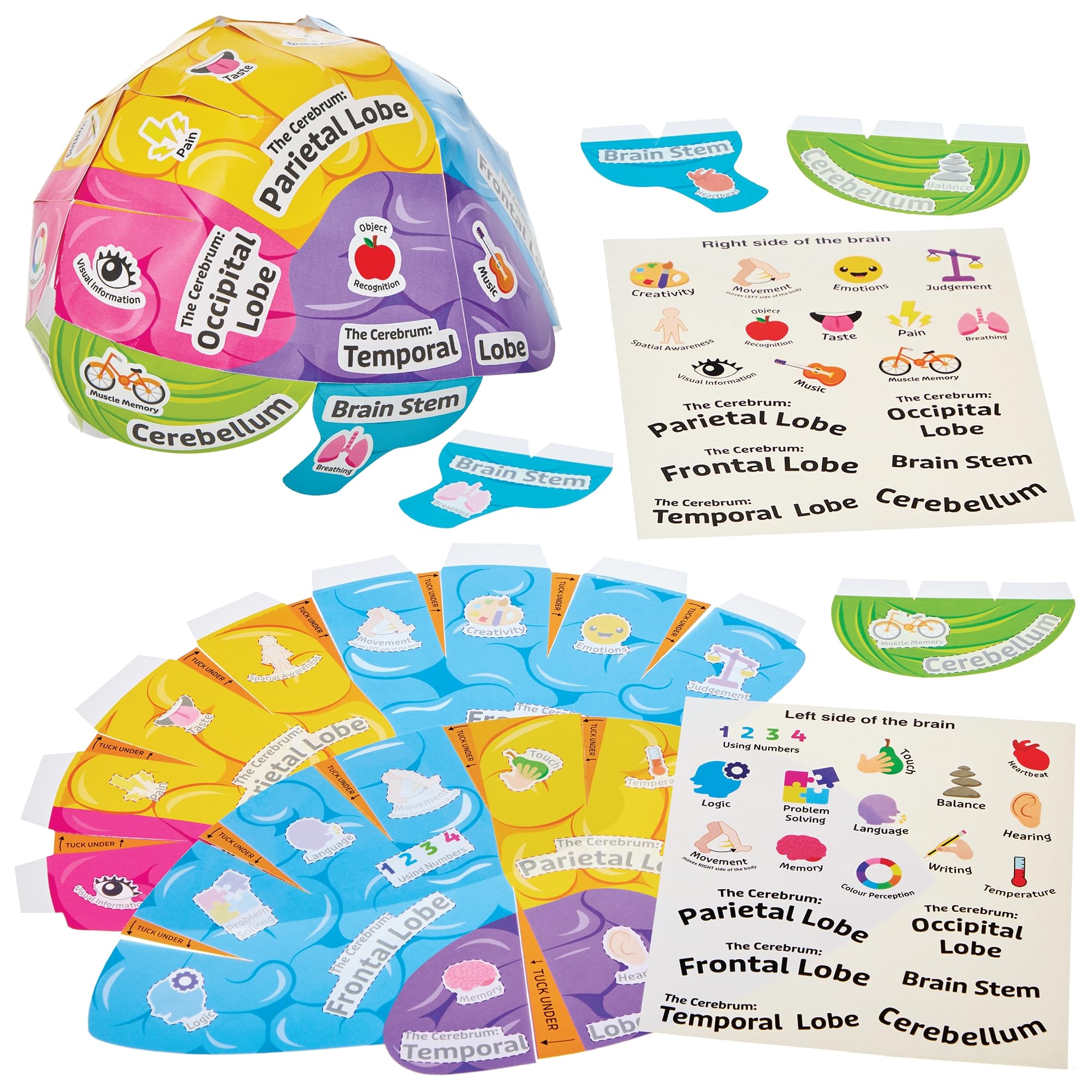 Baker Ross FN457 Human Brain Biology Hat Kits - Pack of 4, STEM, Science, Health and Learning Aids for Kids and Schools