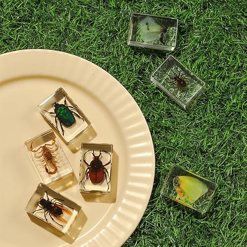 Miniatura 3 de Colección de 12 piezas de insectos en resina, juego educativo de especímenes de insectos para niños, perfecto para preescolar, ciencia de aula y