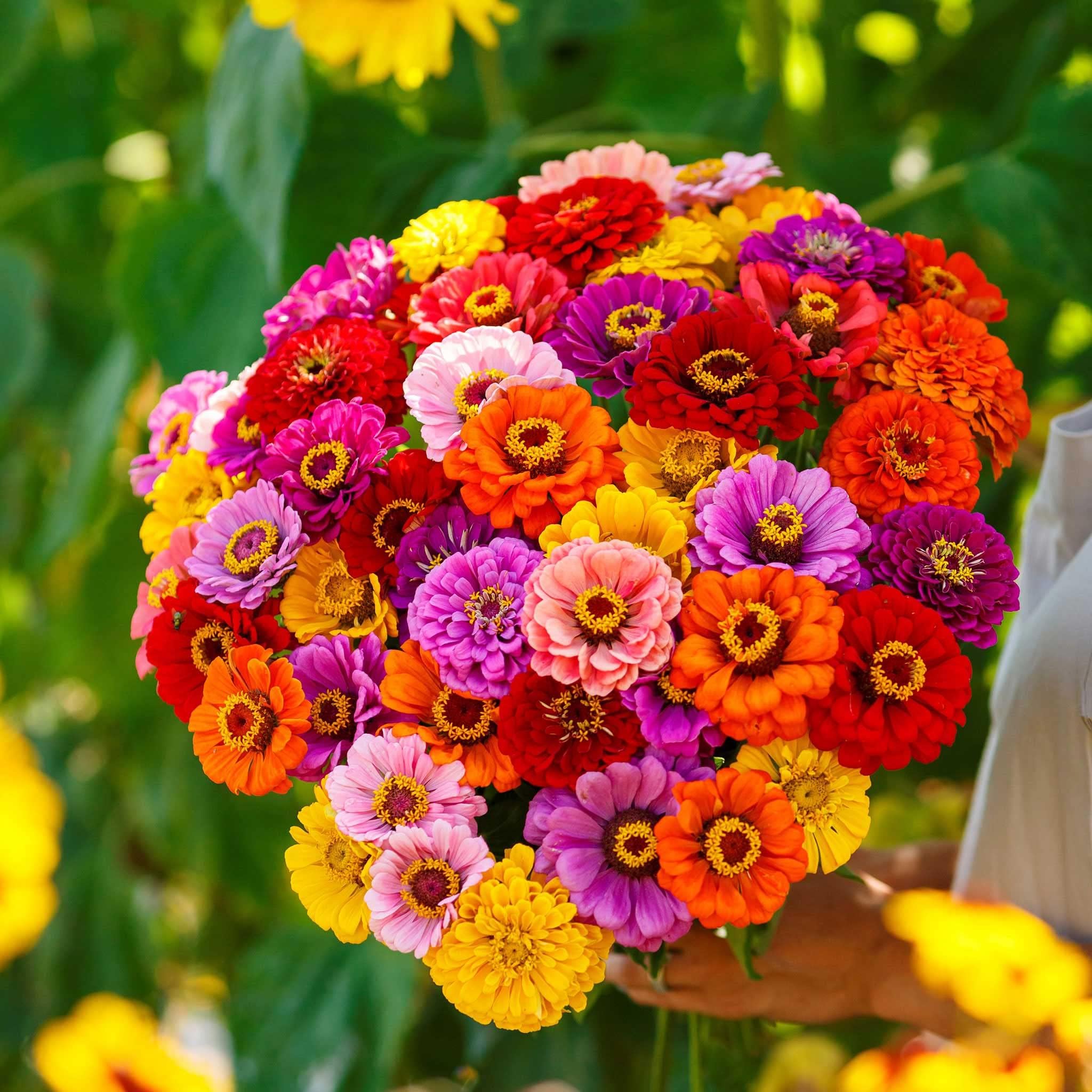 Eden Brothers Zinnia Seeds - California Giants Mix, Non-GMO Seeds for Planting, Packet | Low-Maintenance Flower Seeds, Plant During Spring, Zones 3, 4, 5, 6, 7, 8, 9, 10