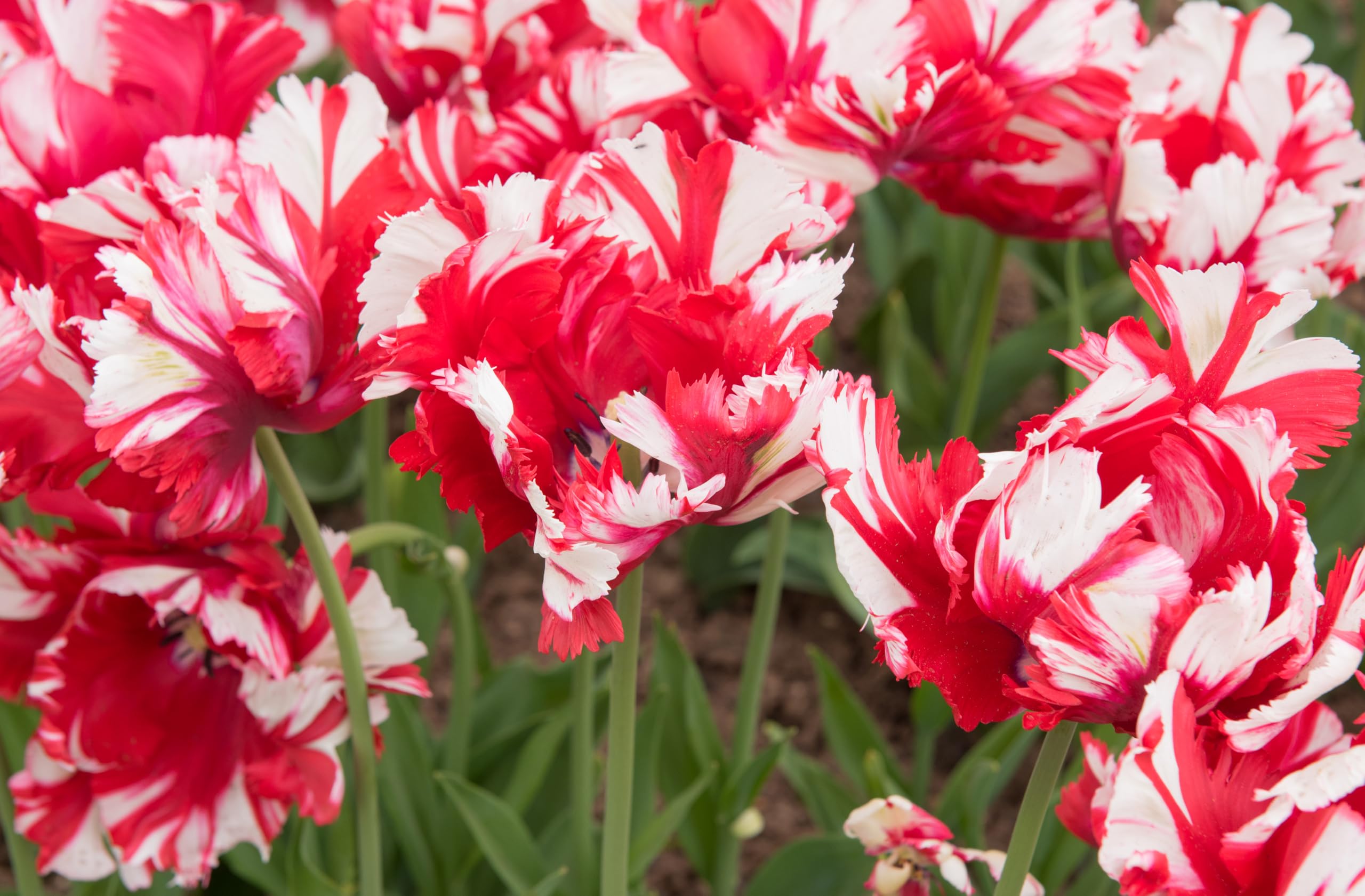 Lincolnshire Pond Plants Ltd - Allium Eros Plant Bulb x5 — view 21