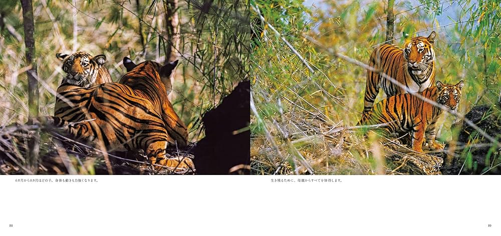 アムールトラ（シベリアトラ）写真集「東北虎 上・下巻」2冊セット 刘丹 撮影 アムールトラ（シベリアトラ）写真集「東北虎 上・下巻」2冊