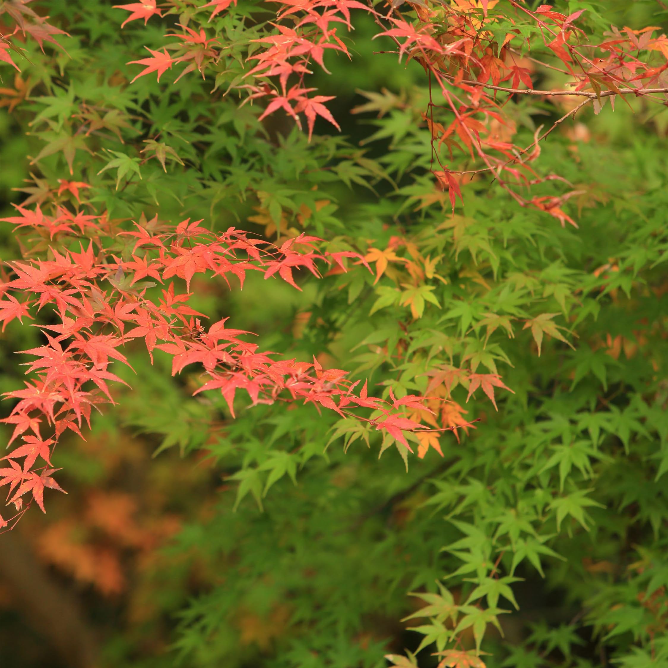Plant in a Box - Acer palmatum 'Moonrise' - klon japoński Odporny na zimę - Doniczka 19cm - Wysokość 40-50cm