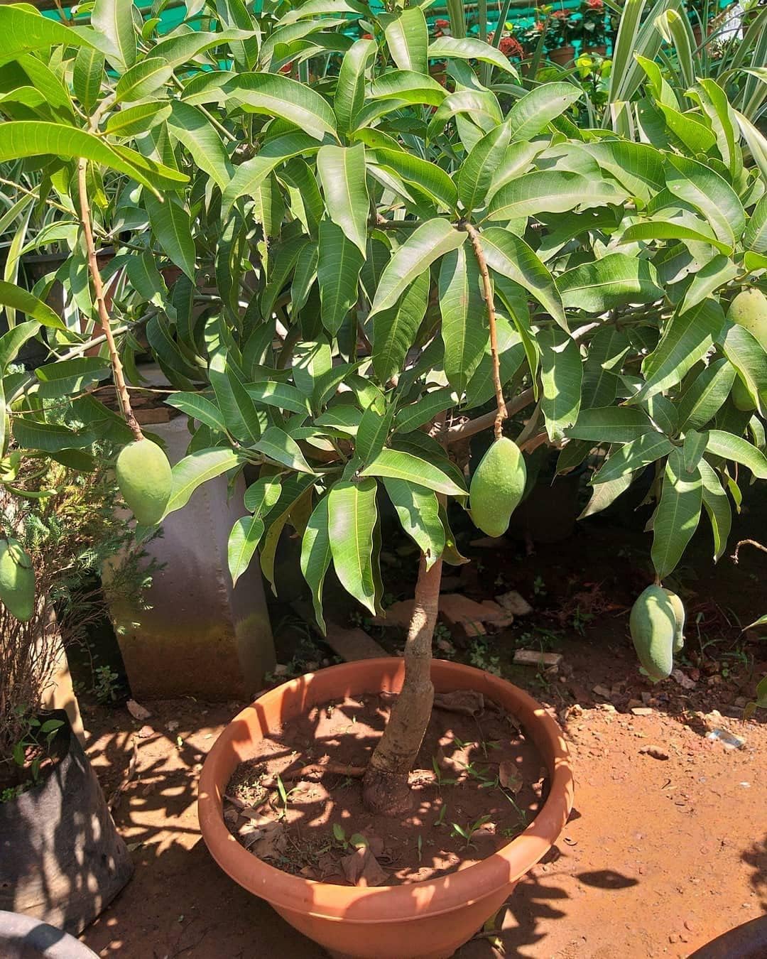 Indian All Time Mango Hybrid Fruit Live Plant & Tree For Home Gardening, Plant Size: 1.5-3.5 Ft,Limited Stock,(Grafted, Pack Of 1) (B0CQT28NYJ) Amazon Price History, Amazon Price Tracker