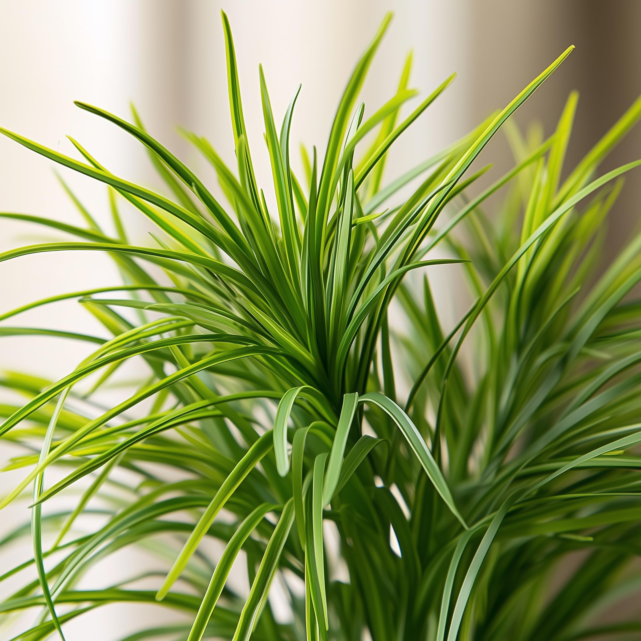 Plant in a Box - Cyperus 'Herbe à chat' - Set de 4 - Pot 12cm - Hauteur 30-40cm