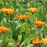 Rund 150 Heilkräuter und Heilpflanzen