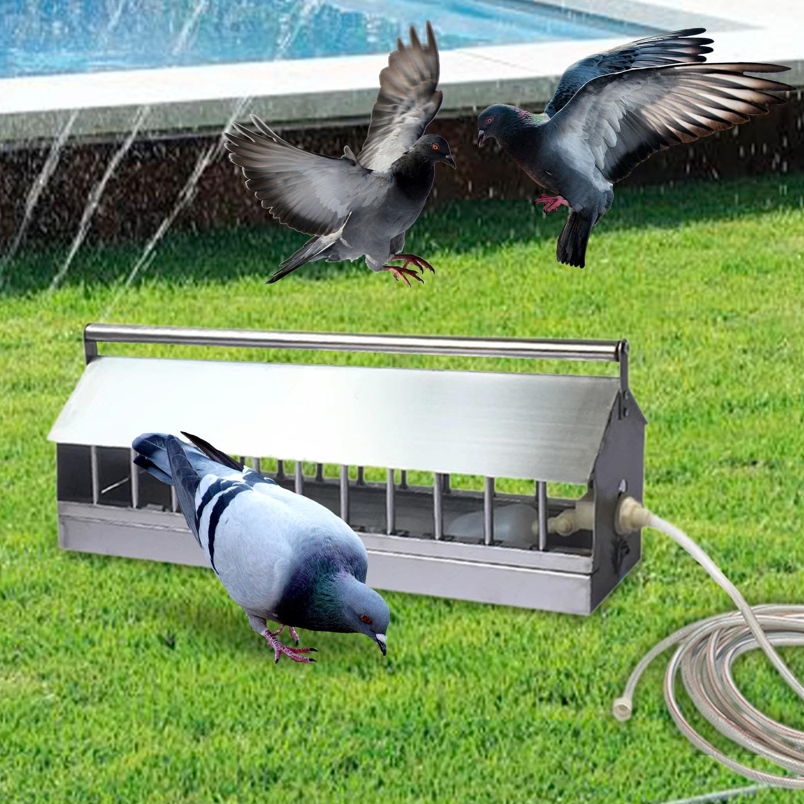 Automático para Aves de Corral, Automático para Pollos, Pavos, Codornices, Etc, 60cm
