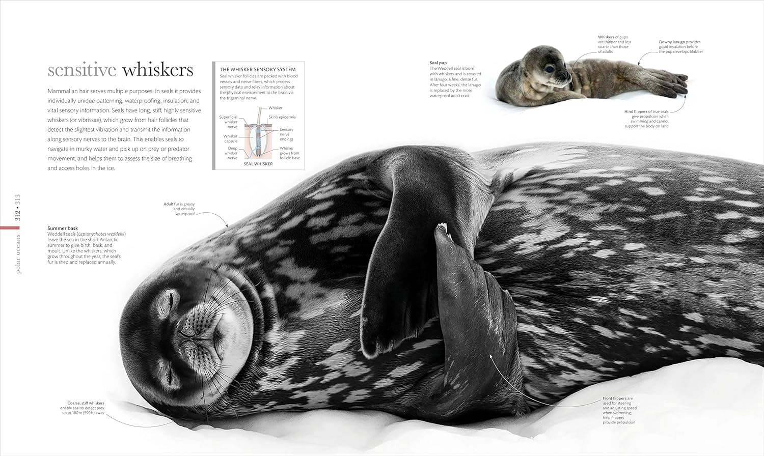 The Science of the Ocean: The Secrets of the Seas Revealed (DK Secret World Encyclopedias) 12 81iWQanqbcL. SL1500