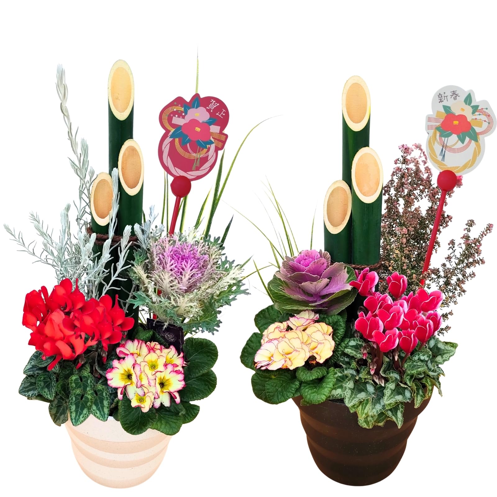 Amazon.co.jp: 【生花】ちょこみる 門松 寄せ植え 生竹 Lサイズ 【対