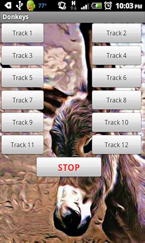 Donkey Sound Effects