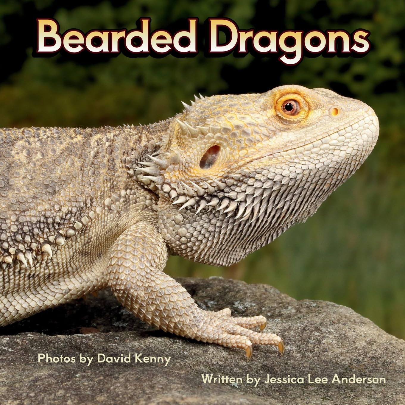 Bearded Dragons (Junior Animal Explorers)