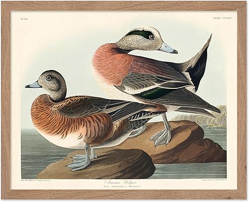 Miniatura 24 de Poster Master Póster vintage de colibríes, impresión de formas de arte retro en la naturaleza, arte de pájaros, regalo para él, ella y amante de los