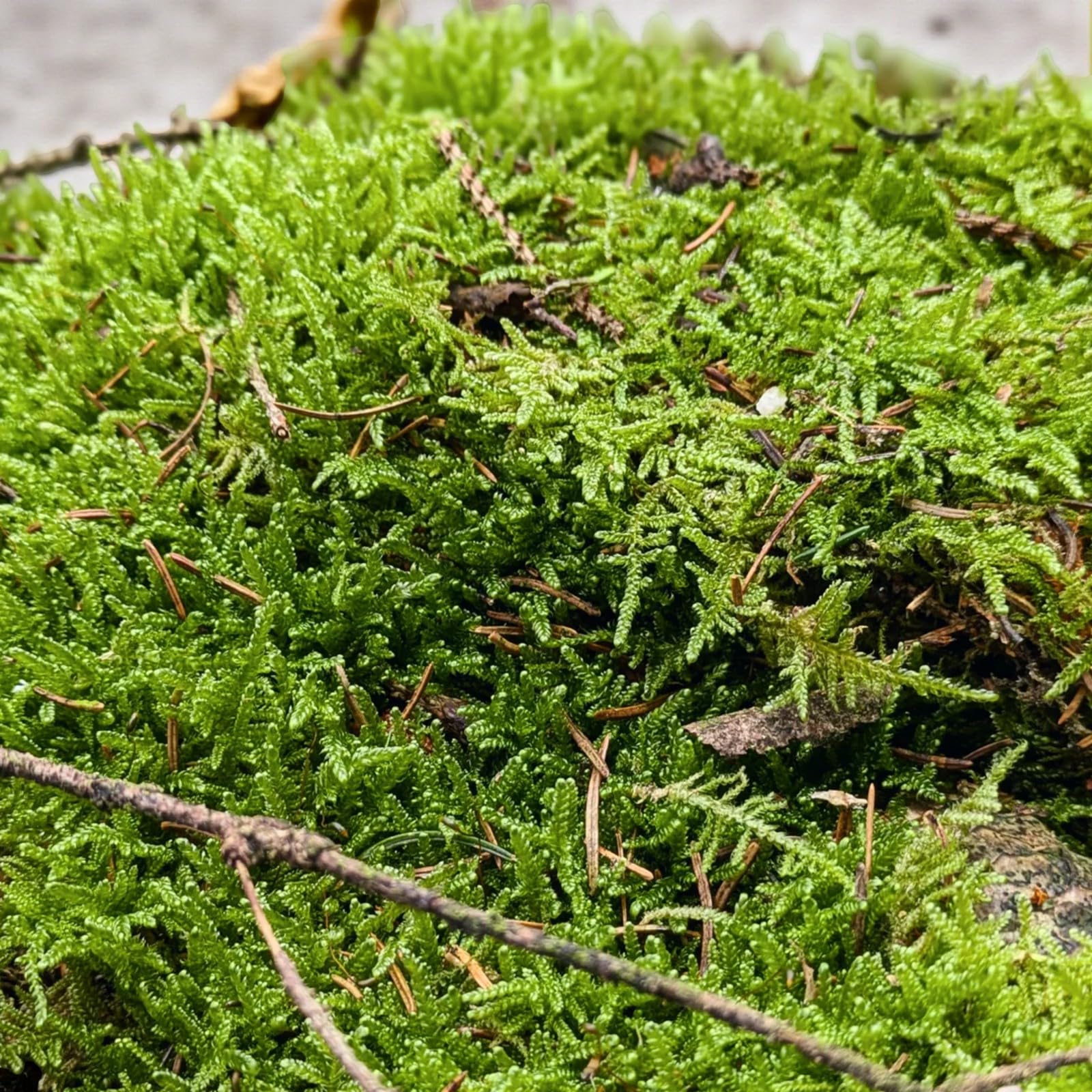 Fresh Flat Carpet Moss Small Box - Live Natural Versatile Premium Decoration for Indoor or Outdoor Use - Ideal for Terrariums, Bonsai & Home Décor
