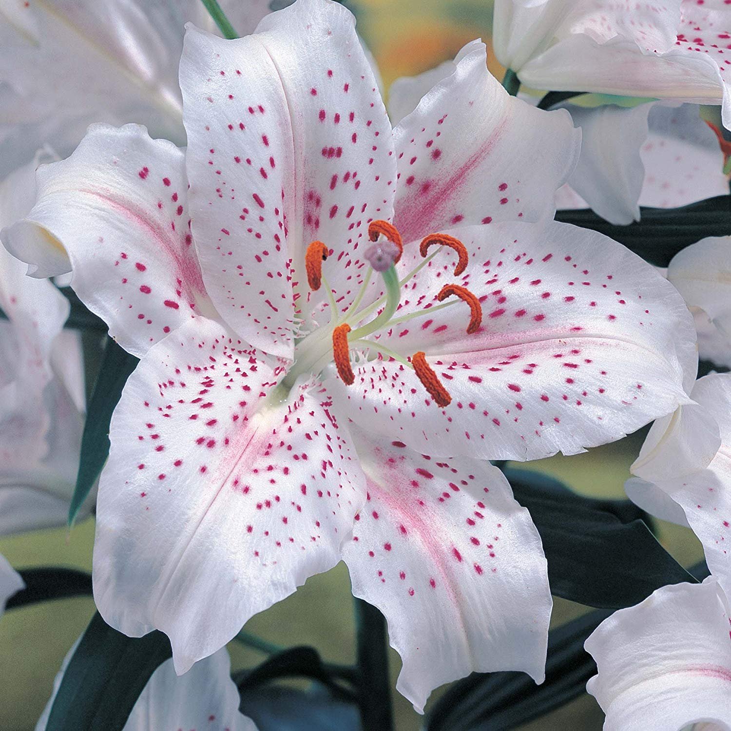 White Stargazer Oriental Lilies (20 Bulbs) - Freshly Dug Bulbs, Ready to Plant Now, Blooms Summer 2018