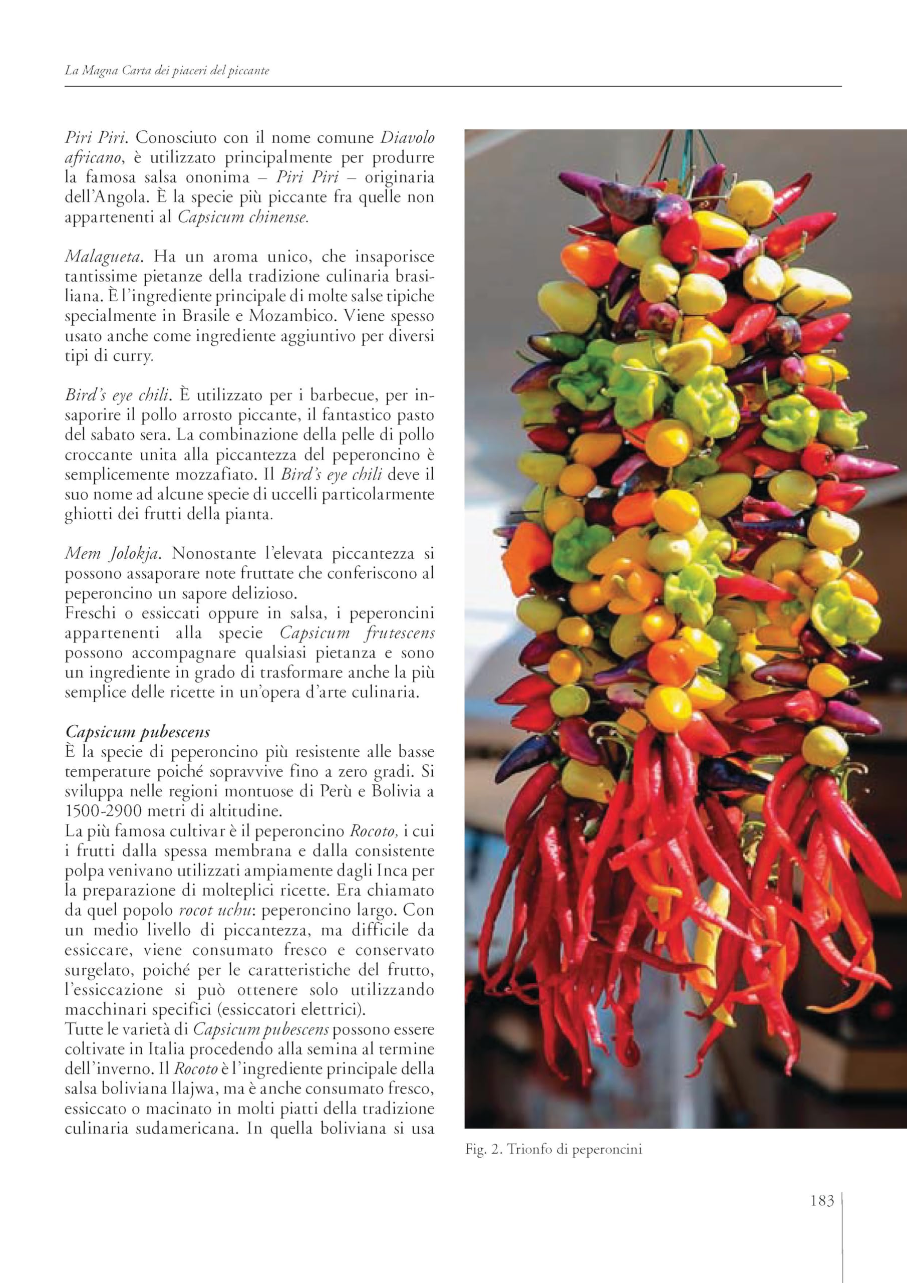 Vip very important peperoncino. Crea «dipendenza» che fa bene alla salute