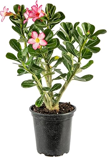 Miniatura 1 de American Plant Exchange Planta de rosa del desierto de floración individual, planta de interior con flores rosadas, maceta para decoración del hogar