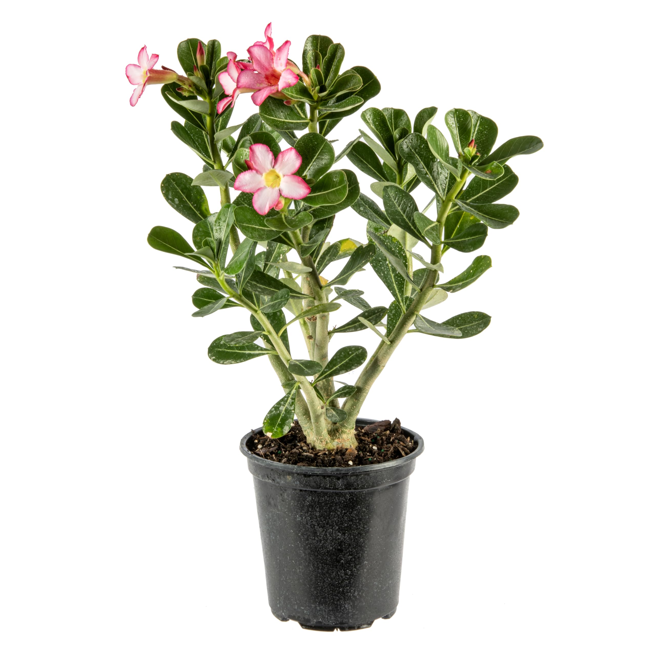 American Plant Exchange Desert Rose
