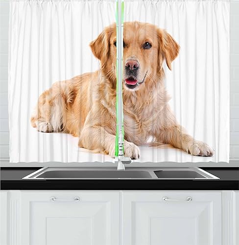 Ambesonne Golden Retriever - Cortinas de cocina, cachorro de pedigrí joven sobre fondo blanco, juego de 2 paneles para decoración de cocina,